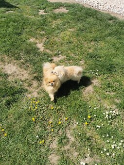 Pomeranian - 3