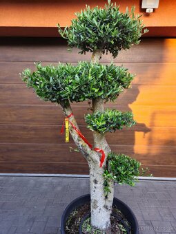 Predám Olivovník bonsai - 3