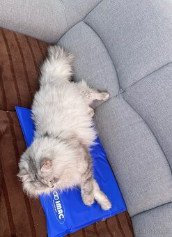 🧊 Chladiaca podložka pre psa alebo mačku – 40 × 50 cm 🐶🐱 - 3