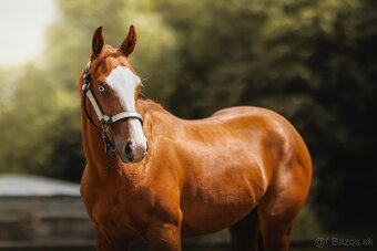 Koby QH Reiningovy pôvod - 3