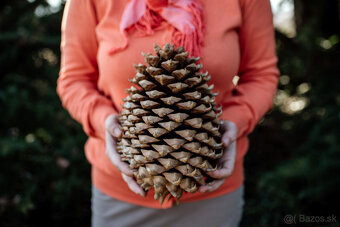 Borovica Coulterova - Pinus coulteri - sadenice - 3