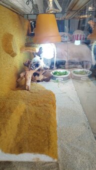 Terrarium/Aquarium - 3