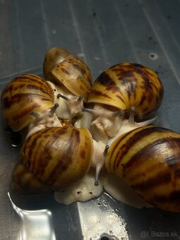 Slimák africký - 3