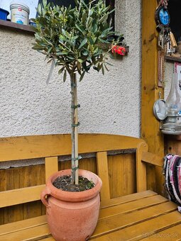 Olivovnik Olea europaea Oliva - 3