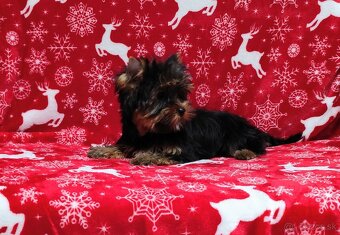 Yorkshire terrier - 3