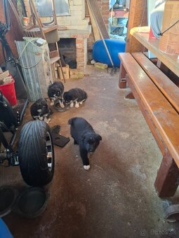 Darujem šteniatka - 3