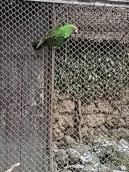 Papagáj konžský fantiensis - 3