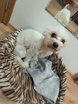 Maltézsky psík - 3