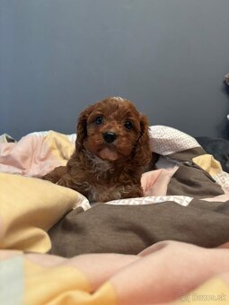 Cavapoo Maltipoo - 3