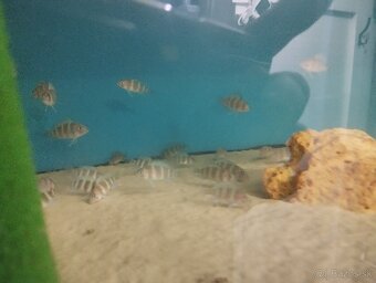 Cyphotilapia Frontoza Burundi - 3