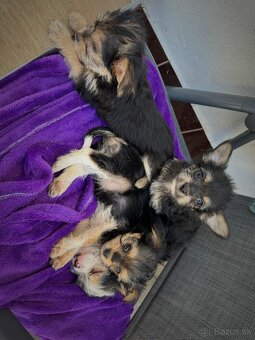Yorkshire Terrier - 3