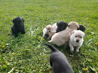 Labrador retriever - šteniatka bez PP - 3