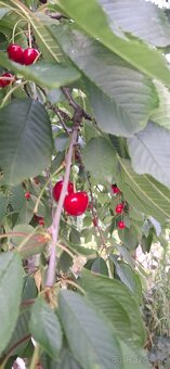 Predam naoberane ceresne - 3