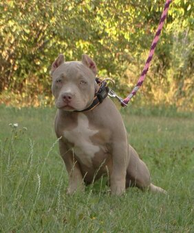 AMERICAN BULLY - 3