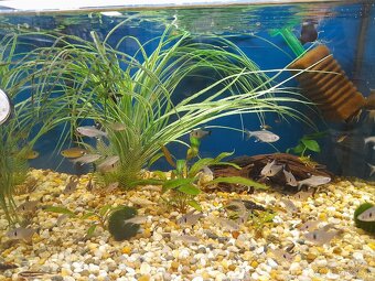 Akvarijné rybky - predaj - 3