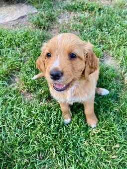 Zlatý retriever šteniatka - 3