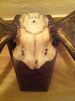 Trofej parohy - jeleň a srnec-znížená cena - 3