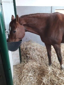 Ustajnenie koní – Jazdecký klub ALEXANDRIA, Hviezdoslavov - 3