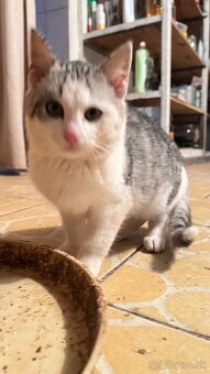 Darujem kocúrika - 3