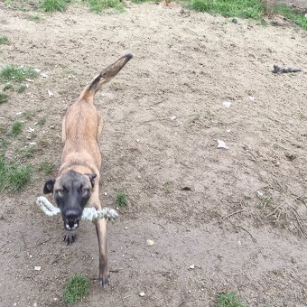 Darujem psa Malinois  Belgicky  ovčiak /fena - 3
