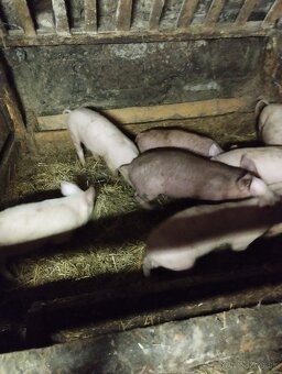 Predám odstavcata - 3