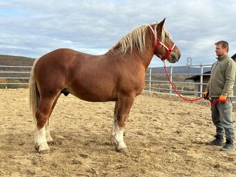 Predám žrebca - ťažný kôň na predaj - 3