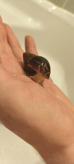 Africky slimkak zadarmo + terarium - 3