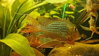 Geophagus - 3