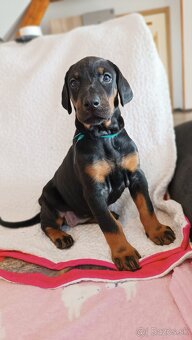 Doberman - krásná fenka s FCI PP - 3