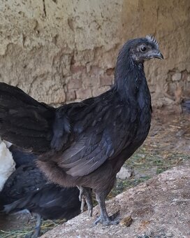 Ayam cemani - mladé kohuty - 3