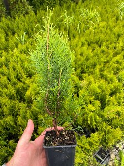 Tuje Smaragd , Vavrinovec , červienka - dovoz celá SR - 3