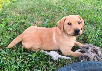 Šteniatka labradora - 3