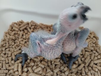Amazoňan modročelý xanthopteryx - 3