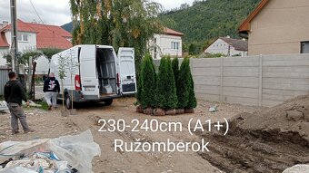 Tuja Smaragd, vavrínovec, červienka - Čadca, Kysucké Nové Me - 3