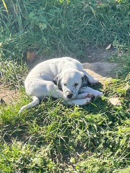 Darujem šteniatko - 3