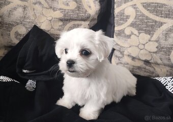 Maltezáz- šteniatka malého vzrastu - 3