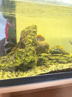 Cichlidy africké+akvarium - 3