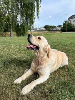 Zlatý retriever - 3