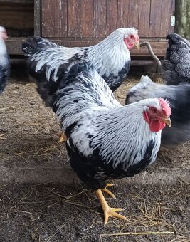 Wyandotka strieborná vlnitá - kohúty - 3
