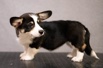 Welsh corgi pembroke s PP - 3
