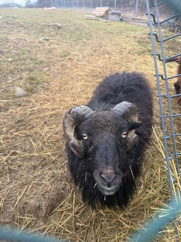 Predam QUESSANTSKE ovecky - 3