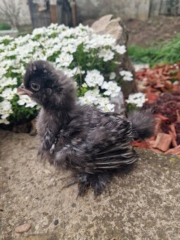 Hodvabnicka USA kuriatka - 3