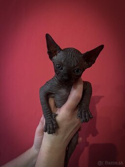 Kanadský Sphynx- mačiatka - 3