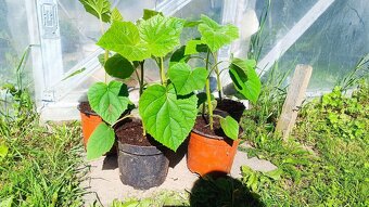 Sadenica rýchlorastúceho stromu Paulownia hybrid 9501 40+cm - 3
