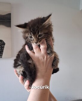 Mainská Mývalia mačka / Maine Coon - 3