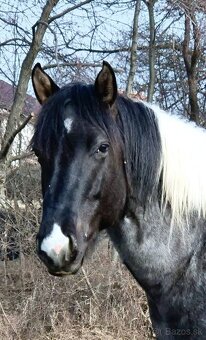 APH APHA PAINT HORSE ŽREBECE pripúšťanie - 3
