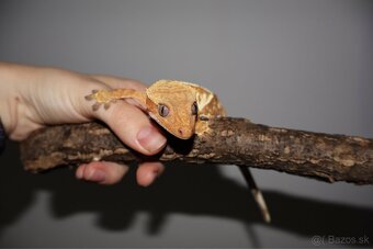 Pagekon riasnatý Correlophus ciliatus - 3