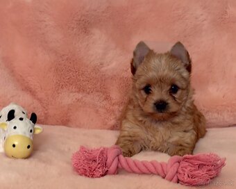 Yorkshire terrier , York - 3