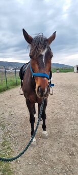 Slovenský teplokrvník - 3