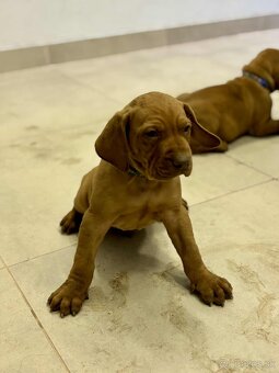 Maďarská vyžla šteniatka - 3